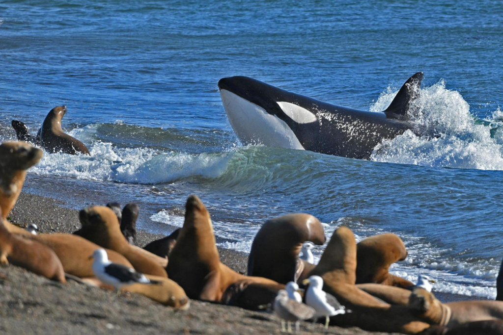 orca observes potential prey