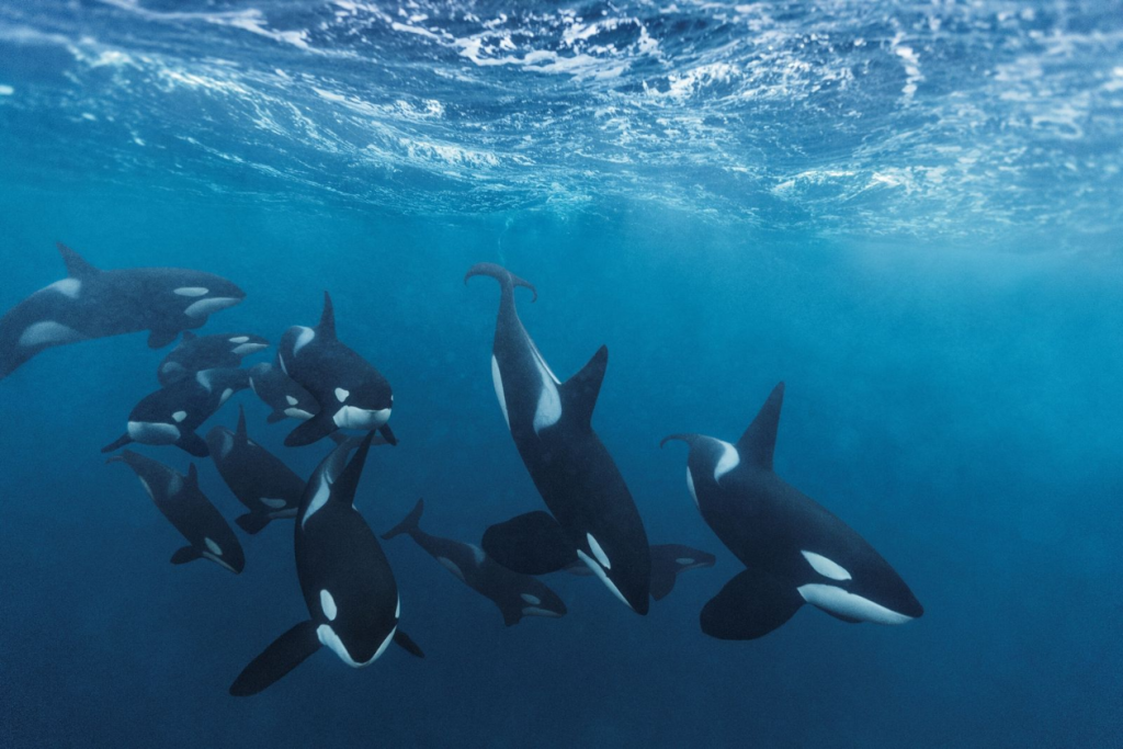 orcas swimming together