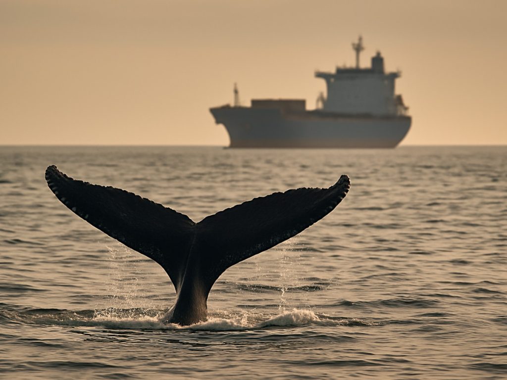 Algunas Amenazas de las ballenas Jorobadas