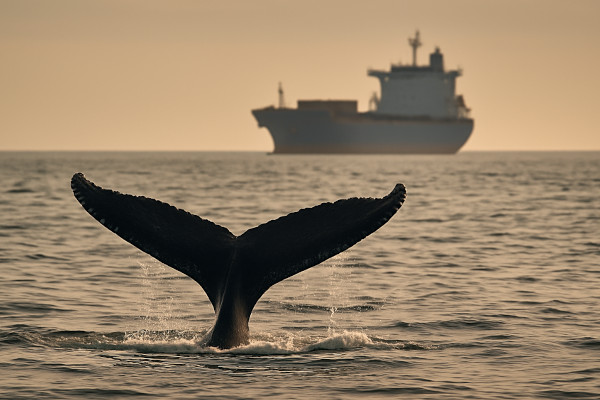 Amenazas de las ballenas Jorobadas