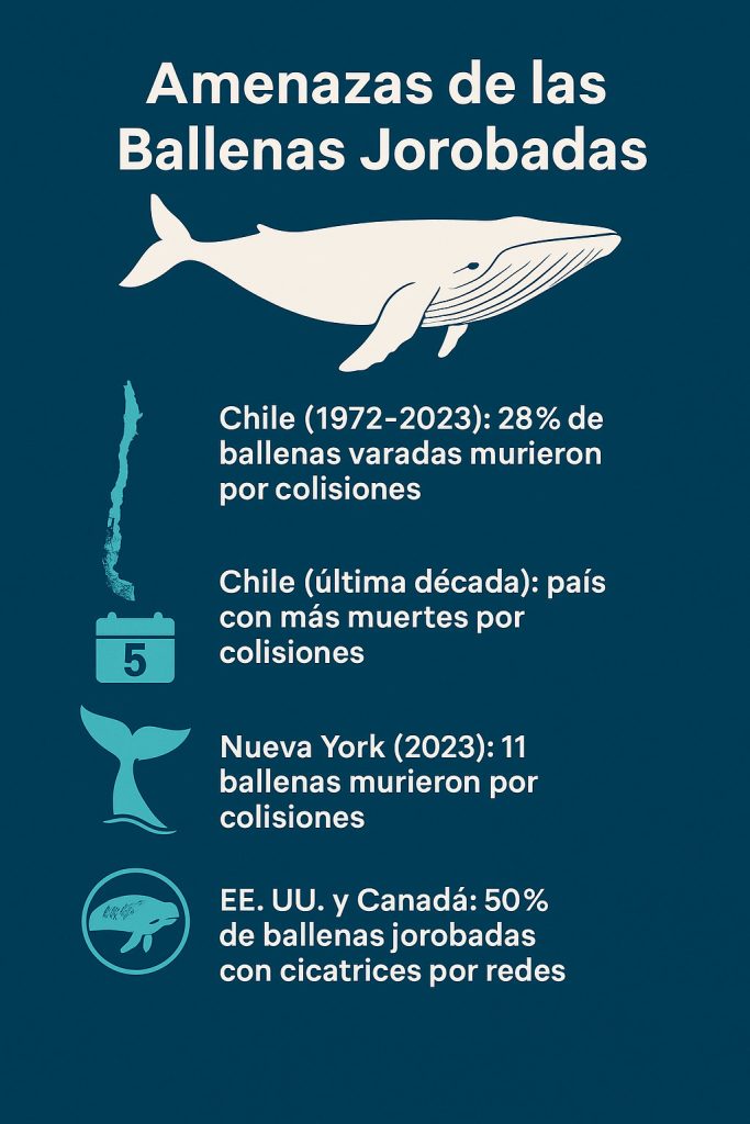 Infograma Amenazas de las Ballenas Jorobadas. Estadísticas