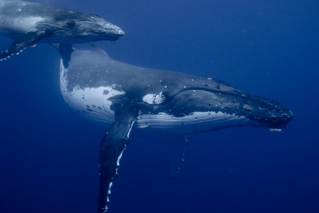 Ballena jorobada cantando para llamar a su cría