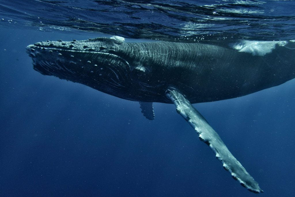 canto de las ballenas jorobadas