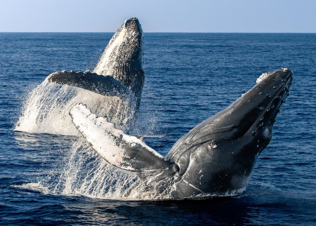 Ballenas jorobadas saltando