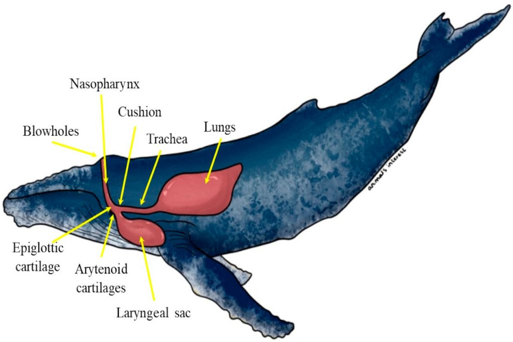 Partes de una ballena jorobada